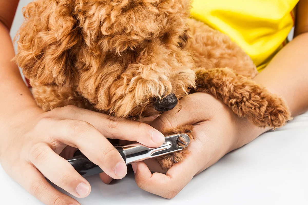 犬の爪を一本ずつ整えているトリマーの手元